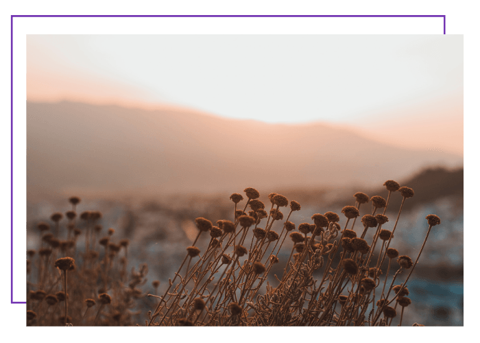 Wilde Blumen im Abendrot